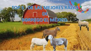 Top 5: Las Mejores Razas de Borregos en México.😱👍