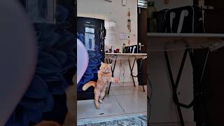 Jaw Fa9la… l9ett 3ayech l vibe 🔥🐾#trndingshorts #viralcats #funnycat #playing #youcat #vibematch