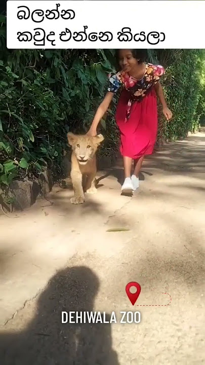 SIMBA - Dehiwala Zoo