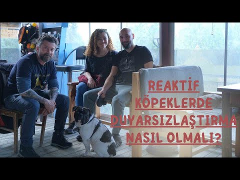 Reaktif Köpeklerde Duyarsızlaştırma Nasıl Olmalı?