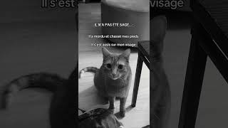 Mon Chat N’a Pas Été Sage en Dormant Avec Moi 😼💤 #chat #funny #catlife