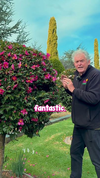 Hiryu is One of Our FAVOURITE Camellias, Here’s Why.