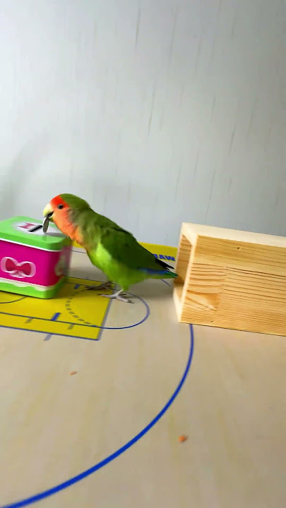 Bird Training : Smart lovebird Parrot | Smart Little Cute Parrot  #training #smartparrot #cute
