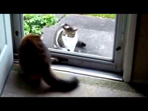 funny cats / სასაცილო ფისოები
