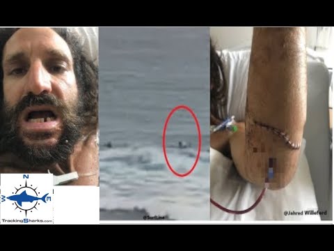 Surfer IDs Great White Shark in Banyans Hawaii Shark Attack