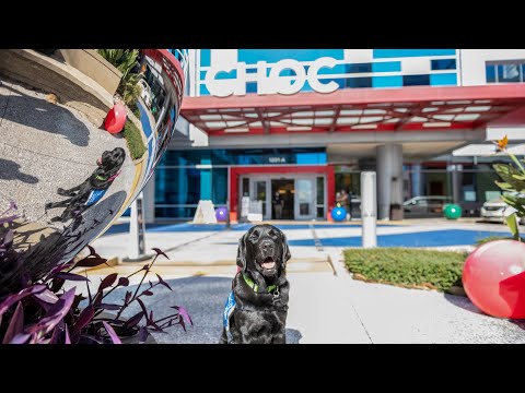 Resident Dog Joins Pediatric Mental Health Inpatient Center