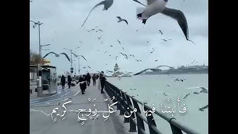 آيات من سورة سورة لقمان بصوت القارئ إسلام صبحي