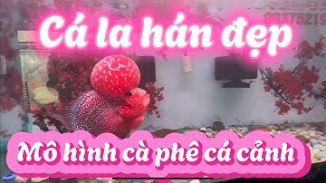 Cá la hán đầu khủng và mô hình cà phê cá cảnh