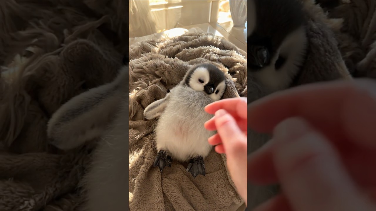Sleepy Penguin, Softest Moment 💤🐧