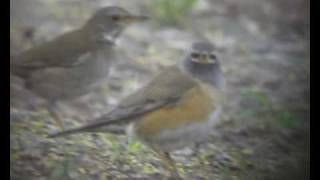 Pale Thrush and Eyebrowed Thrush