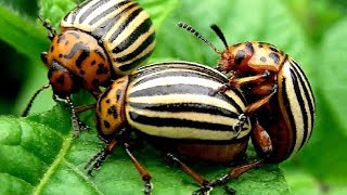 Natural methods of protecting potatoes from potato beetles