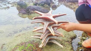 There are large-size seafood in the clear water, delicious