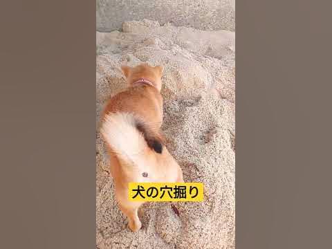 子犬の穴掘りのすべて