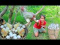 Catch Chicken egg in forest for dog -  Roast Chicken egg with chili for dog  Eating delicious