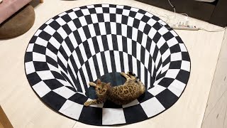不思議な穴を見た猫の反応は？