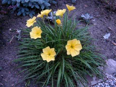 Night Blooming Primrose