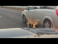 Mountain lion on Highway 82