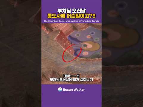 3,000년 만의 기적? 부처님 오신 날 통도사에 핀 전설의 꽃!