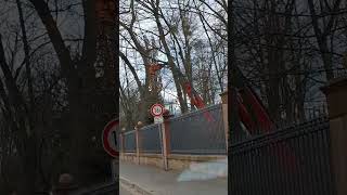 подрезали деревья #германия #германияжизнь #вгермании