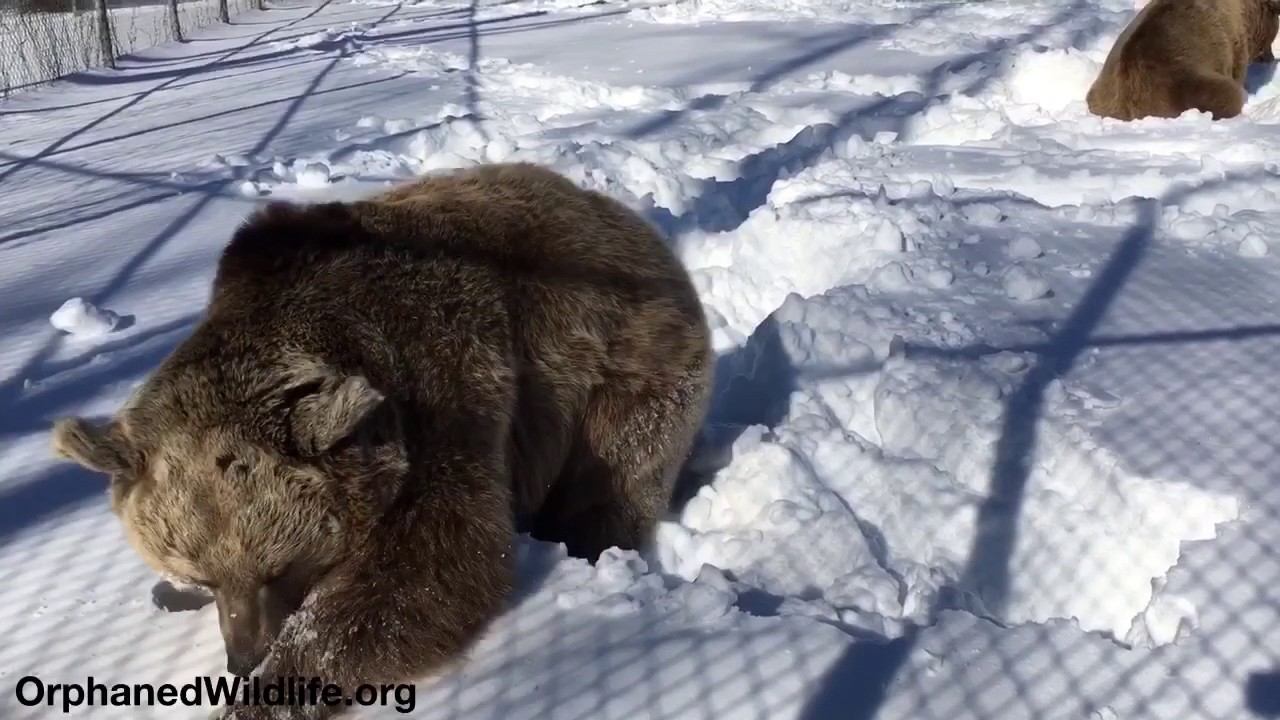 profit and loss statement Jenny playing in the snow.