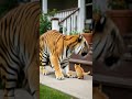 Brave Cat vs Ferocious Tiger 🐯 | The Power of Unexpected Courage #wildlife #animalpower #nature