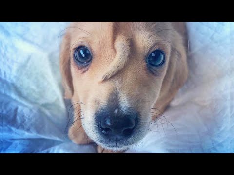 Puppy Gets Lots of Love Despite Tail on Forehead