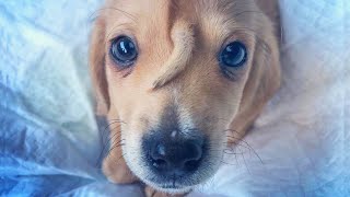 Puppy Gets Lots of Love Despite Tail on Forehead