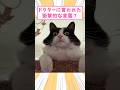 ㊗️200万再生突破‼️ドクターに言われた衝撃的な言葉7 #猫 #猫のいる暮らし #猫動画 #ねこ #可愛い #ペット #かわいい #2ch