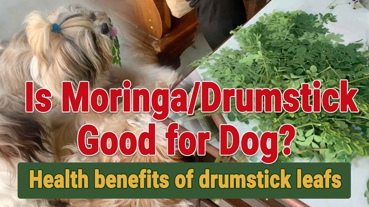 Is Moringa leafs Good For Dogs? Health benefits of drumstick leaves or Moringa leafs. - YouTube