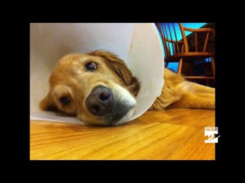 Video: Come Curare Una Ferita A Un Cane
