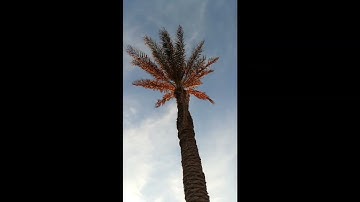 الثمن السادس من الحزب الثاني من سورة البقرة برواية قالون