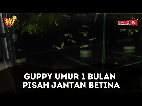 Cara Membedakan Ikan Guppy Jantan Dan Betina Umur 1 Bulan