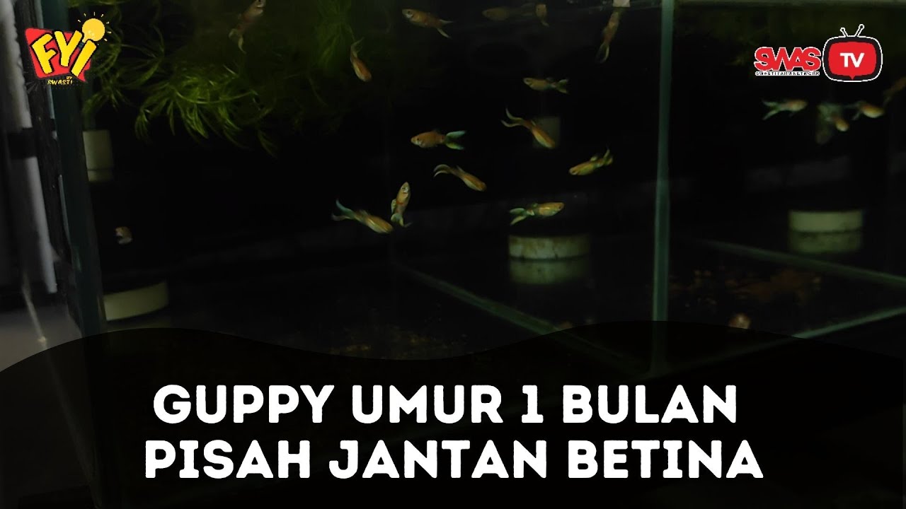 Membedakan Ikan Guppy Jantan dan Betina Usia 1 Bulan  [FYI]