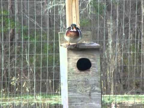 wood duck drake and ring teal drake on nest boxes doing
