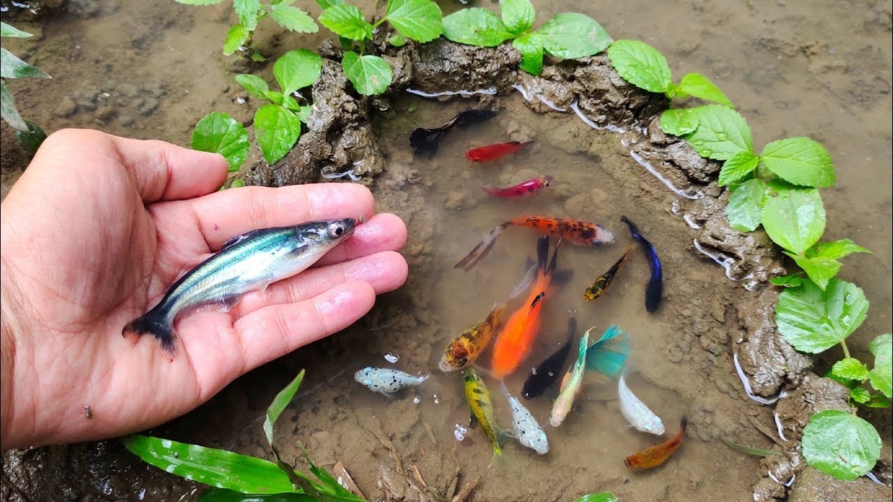 Поймайте красивых аквариумных рыбок в небольшом пруду: маленьких черепашек, угрей, карпов кои, ка...