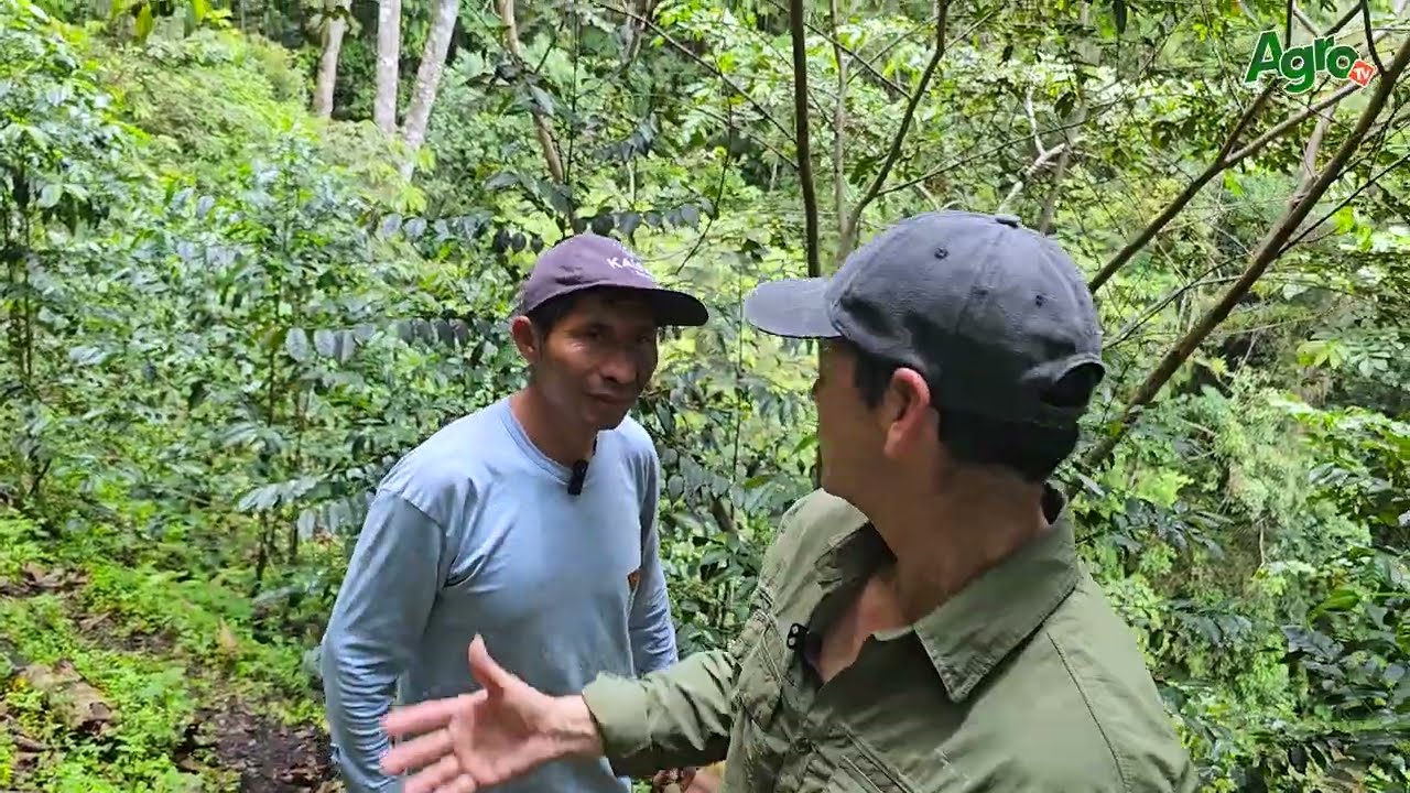 SABÍAS DEL SABOR ÚNICO DEL CAFÉ CATIGÜESHA || FINCA EL HUYREÑO || VIAJES CON CAFÉ