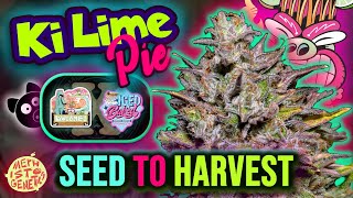 KI LIME PIE 🍋‍🟩🥧 | Mephisto Genetics SEED to HARVEST Autoflower Grow