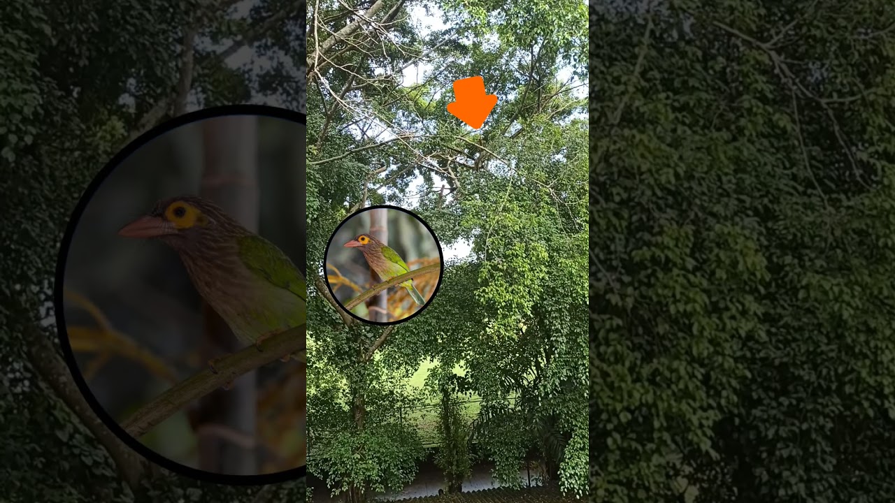 Listen to the Rhythmic Sounds of the Brown-headed Barbet