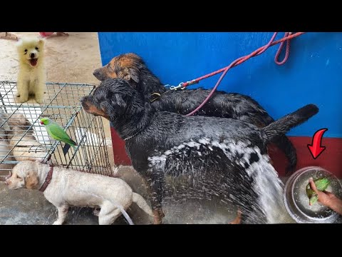 Bath Day For All My Dogs And Birds🫧😍||German Shepherd, Labrador, Rottweiler, Indian Spitz||Prince...
