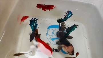 Động Vật Dễ Thương Nhiều Màu Sắc, Cá Chép, Cá Mập, Cá Vàng, Rùa, Baba, Vịt, Cá Bảy Màu,Betta,Cua,Rắn