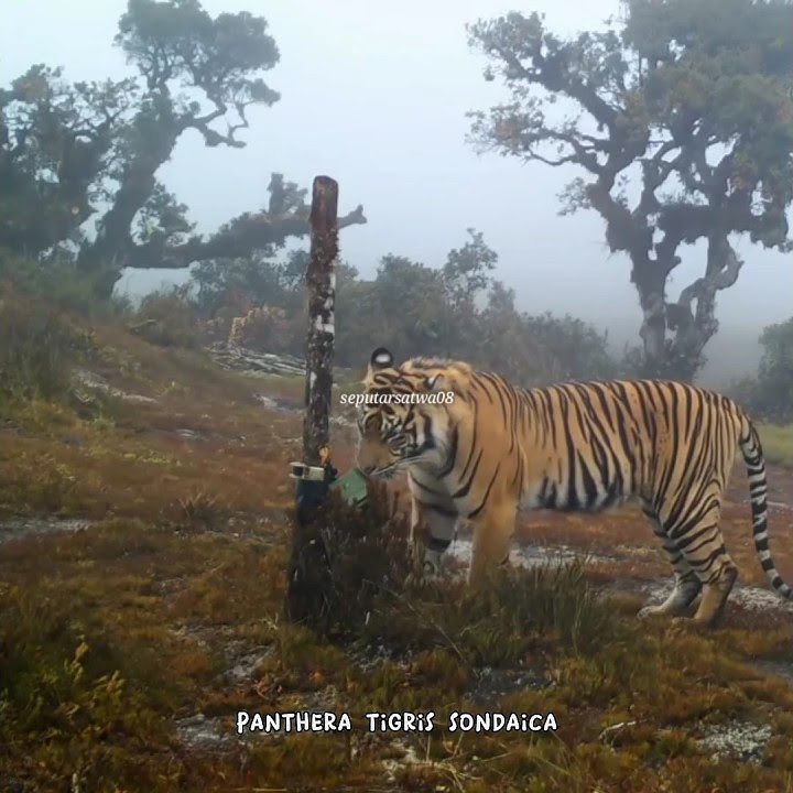 The mystery of the striped tiger from Java Island #shorts #tiger #popularanimals #javatiger