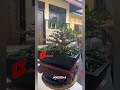 RUTINITAS PRUNING ANTING PUTRI #shorts #bonsai #antingputri #caraperawatanbonsai #bonsaiindonesia