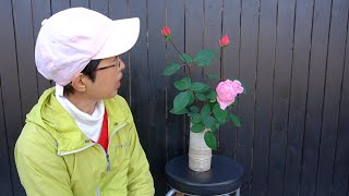 初めて挿し木したバラの蕾と接ぎ木のつぼみ - YouTube