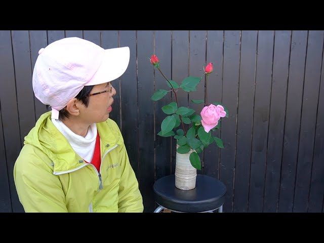 初めて挿し木したバラの蕾と接ぎ木のつぼみ - YouTube