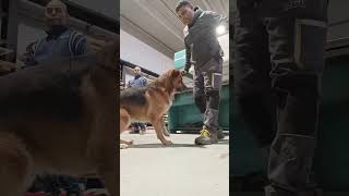 my dog 🐕🐕🐕🐕🐶🐶🐶 max power