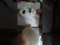 funny cats #cats #cute #pets #meow #instacat #catlover #kittensofinstagram #animaloveras