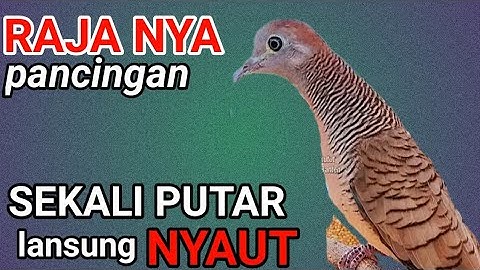 Pancingan perkutut ANTI gagal di Jamin 100% perkutut lansung NYAUT.