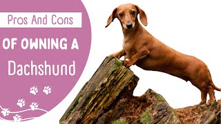 Pros And Cons Of Owning A Dachshund