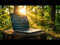 Deep Work in the Forest: 30 Mins of Early Morning Nature Sounds for Coding