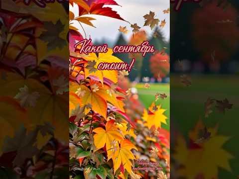 #доброеутро #видеоролики #длявасдрузья #видеокороткое #музыкальнаяоткрытка #доброе